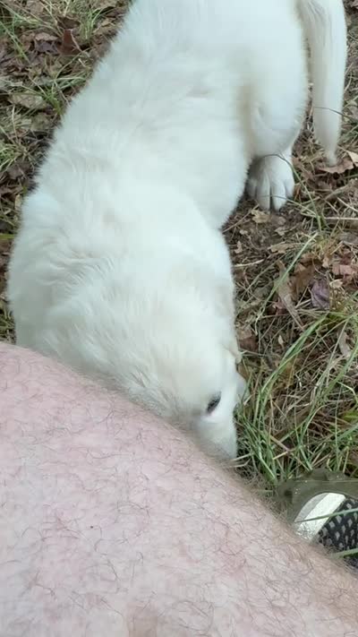 Blue, a male English Cream Golden Retriever for sale in Powderly, TX – 9 of 9