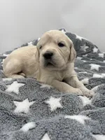 processed/ca61e9e8-a836-4b57-af05-270533d144a5/listing/53fa209e-6b91-4a5d-83b1-0c291a8a2eaf/769cd0cd-68a7-4bdc-8bac-3650571906fb