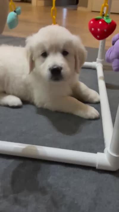 Black , a male English Cream Golden Retriever for sale in Powderly, TX – 5 of 10