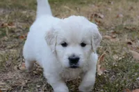 Black , a male English Cream Golden Retriever for sale in Powderly, TX – 10 of 10