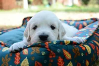Gray, a male English Cream Golden Retriever for sale in Powderly, TX – 10 of 10