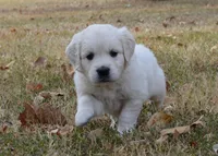 Green, a male English Cream Golden Retriever for sale in Powderly, TX – 5 of 10