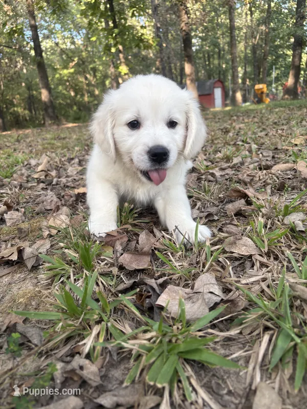 Orange – English Cream Golden Retriever puppy for sale in Powderly, TX