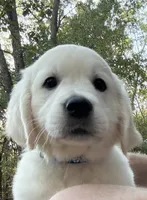 AKC Blue Male, a male English Cream Golden Retriever for sale in Powderly, TX – 3 of 8