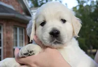 Blue, a male English Cream Golden Retriever for sale in Powderly, TX – 6 of 9