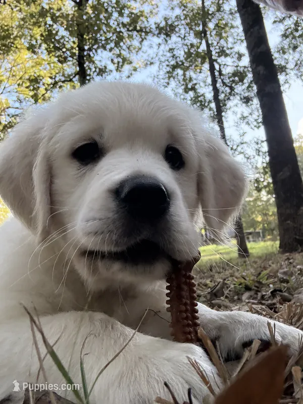 AKC Blue Male – English Cream Golden Retriever puppy for sale in Powderly, TX