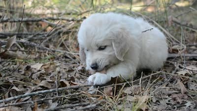 Green, a male English Cream Golden Retriever for sale in Powderly, TX – 10 of 10