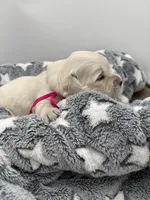 processed/ca61e9e8-a836-4b57-af05-270533d144a5/listing/7107f0c8-6402-49ba-8385-5f51c78dbc90/2466a39f-37a2-4bbf-b7c0-aaf360088215