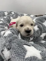 processed/ca61e9e8-a836-4b57-af05-270533d144a5/listing/7107f0c8-6402-49ba-8385-5f51c78dbc90/713f6d5c-534a-4c9b-9262-3c09dca47afa