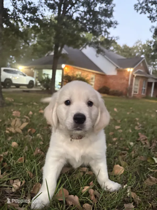 AKC Brown Male – English Cream Golden Retriever puppy for sale in Powderly, TX