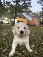 AKC Brown Male, a male English Cream Golden Retriever for sale in Powderly, TX – 1 of 6