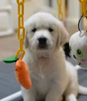 AKC Brown Male, a male English Cream Golden Retriever for sale in Powderly, TX – 3 of 6