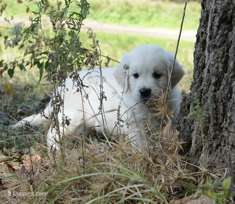 Gray – English Cream Golden Retriever puppy for sale in Powderly, TX