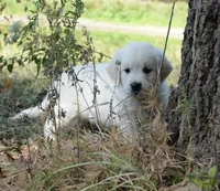 Gray, a male English Cream Golden Retriever for sale in Powderly, TX – 1 of 10