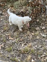 Orange, a male English Cream Golden Retriever for sale in Powderly, TX – 9 of 10
