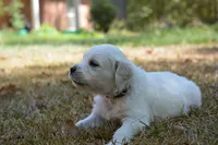 Gray, a male English Cream Golden Retriever for sale in Powderly, TX – 9 of 10