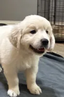 Blue, a male English Cream Golden Retriever for sale in Powderly, TX – 2 of 9