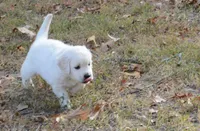 Blue, a male English Cream Golden Retriever for sale in Powderly, TX – 7 of 9