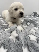 processed/ca61e9e8-a836-4b57-af05-270533d144a5/listing/95f64c56-0820-47c2-a166-956f4df41f17/183a8fb9-50f0-417b-852d-7b34899c1d45