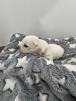 processed/ca61e9e8-a836-4b57-af05-270533d144a5/listing/95f64c56-0820-47c2-a166-956f4df41f17/79ba6d00-1563-4fe3-be64-f08a2fa5311c