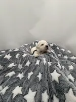 processed/ca61e9e8-a836-4b57-af05-270533d144a5/listing/95f64c56-0820-47c2-a166-956f4df41f17/cc08f79f-23de-4d12-aa63-9f80d596aa95