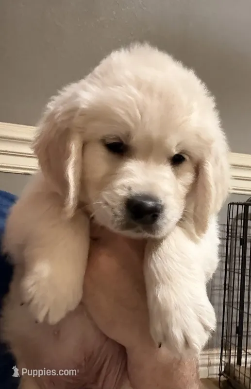 Green – English Cream Golden Retriever puppy for sale in Powderly, TX