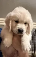 Green, a male English Cream Golden Retriever for sale in Powderly, TX – 1 of 10