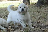 Green, a male English Cream Golden Retriever for sale in Powderly, TX – 2 of 10