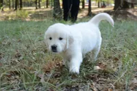 Black , a male English Cream Golden Retriever for sale in Powderly, TX – 4 of 10
