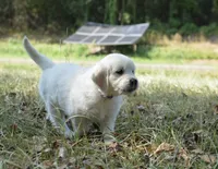 Gray, a male English Cream Golden Retriever for sale in Powderly, TX – 2 of 10