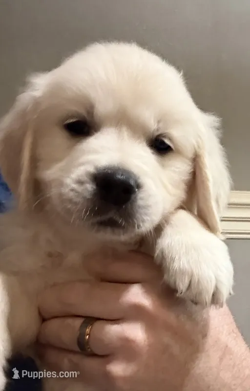 Orange – English Cream Golden Retriever puppy for sale in Powderly, TX