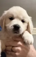 Orange, a male English Cream Golden Retriever for sale in Powderly, TX – 1 of 10