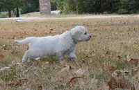 Green, a male English Cream Golden Retriever for sale in Powderly, TX – 8 of 10