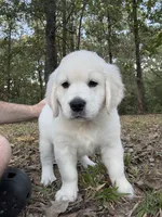 AKC Blue Male, a male English Cream Golden Retriever for sale in Powderly, TX – 4 of 8