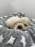 processed/ca61e9e8-a836-4b57-af05-270533d144a5/listing/b2629166-a233-4877-bd94-ca6a3313ae5a/1fcf4756-4804-47aa-8b08-458b296f8563