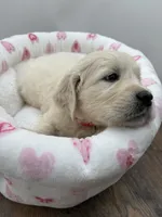 processed/ca61e9e8-a836-4b57-af05-270533d144a5/listing/b2629166-a233-4877-bd94-ca6a3313ae5a/bb6dcd56-832f-4f77-bba4-bf537a67998c