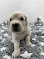 processed/ca61e9e8-a836-4b57-af05-270533d144a5/listing/b4fdef9b-4c9e-4d70-8c1d-ffa455897bc7/6e64c722-a7a9-4675-ae68-5b2c1a3f6759