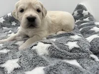 processed/ca61e9e8-a836-4b57-af05-270533d144a5/listing/b4fdef9b-4c9e-4d70-8c1d-ffa455897bc7/e7c3640c-c719-4157-9e4e-4b3764d8c9a2