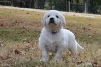 Gray, a male English Cream Golden Retriever for sale in Powderly, TX – 6 of 10