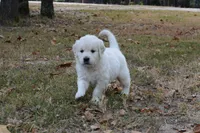 Black , a male English Cream Golden Retriever for sale in Powderly, TX – 9 of 10