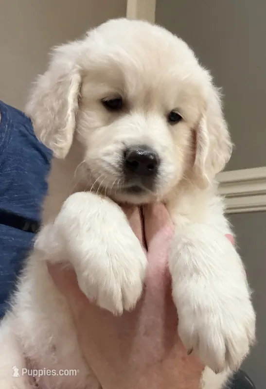 Black  – English Cream Golden Retriever puppy for sale in Powderly, TX