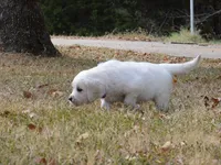 Gray, a male English Cream Golden Retriever for sale in Powderly, TX – 5 of 10