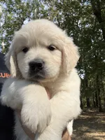 Green, a male English Cream Golden Retriever for sale in Powderly, TX – 4 of 10
