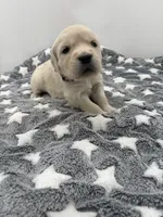 processed/ca61e9e8-a836-4b57-af05-270533d144a5/listing/c4f8dc40-10b6-426f-b967-44b0f6d82fd0/d77a13a3-2627-4717-ac07-af235a6f2bb5