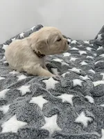 processed/ca61e9e8-a836-4b57-af05-270533d144a5/listing/c4f8dc40-10b6-426f-b967-44b0f6d82fd0/e4611438-f426-439e-a384-42a7ca94cd01