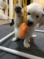 AKC Brown Male, a male English Cream Golden Retriever for sale in Powderly, TX – 4 of 6