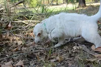 Green, a male English Cream Golden Retriever for sale in Powderly, TX – 9 of 10