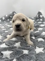 processed/ca61e9e8-a836-4b57-af05-270533d144a5/listing/d72a9161-a33e-4aba-860a-d03033f21d70/fbbe921a-edb0-46db-b209-1a1e411b097d