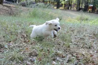 Blue, a male English Cream Golden Retriever for sale in Powderly, TX – 3 of 9