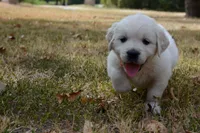 Orange, a male English Cream Golden Retriever for sale in Powderly, TX – 10 of 10